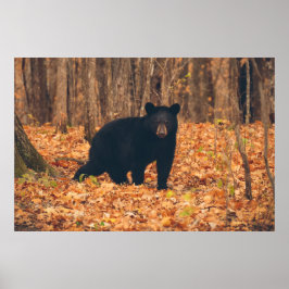 Poster Urso Negro na Floresta do Outono