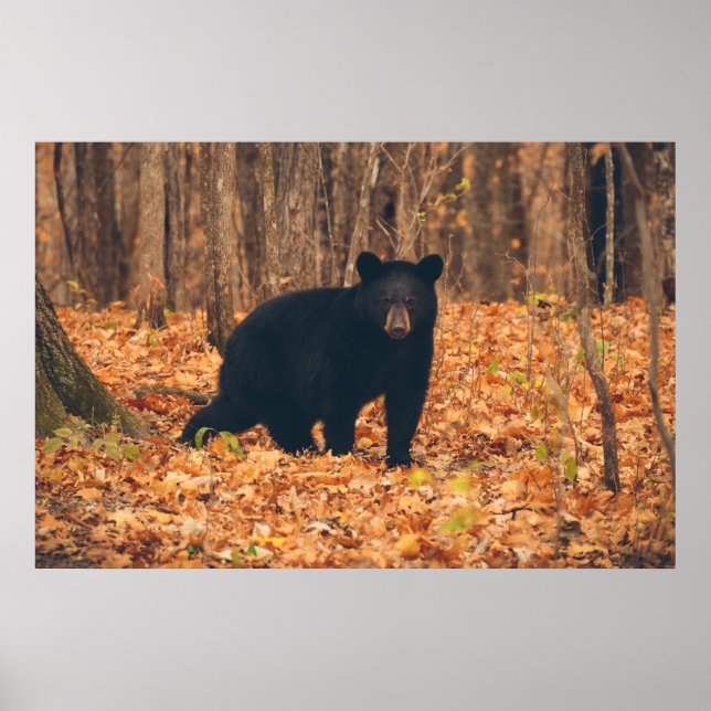 Poster Urso Negro na Floresta do Outono (Frente)
