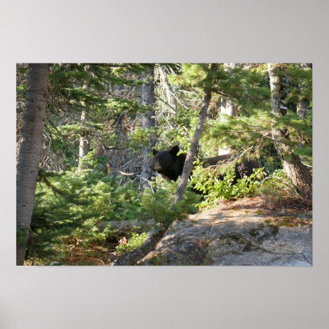 Poster Urso Negro no Grand Teton (Frente)