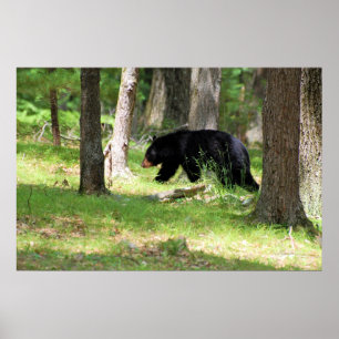 Póster Urso Negro Perto de Campterral