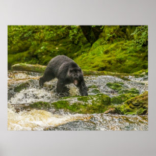 Poster Urso Negro Pescando   Qua Creek Colúmbia Britânica