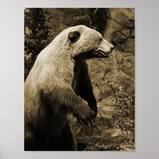 Póster Urso Ordenado (Frente)