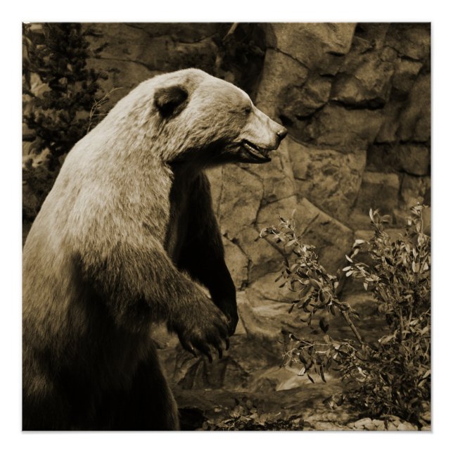 Póster Urso Ordenado (Frente)