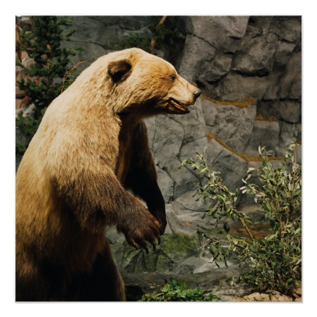 Póster Urso Ordenado (Frente)