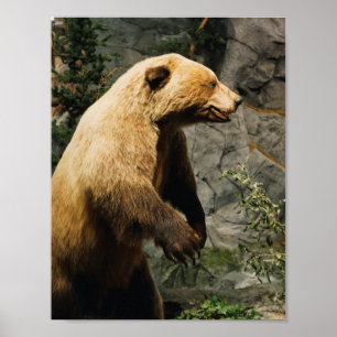 Póster Urso orgulhoso
