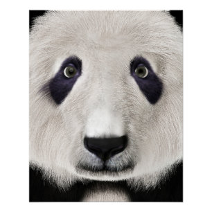 Póster Urso Panda