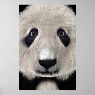 Poster Urso Panda Fofo Presente Perfeito para Amantes de
