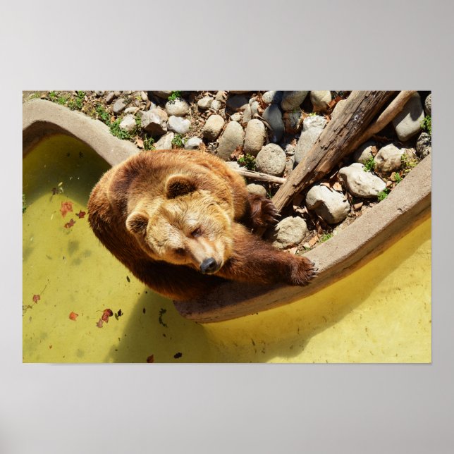 Poster Urso pardo (Frente)