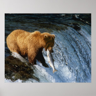 Póster Urso Pardo do Alasca Capturando Salmão em Brooks