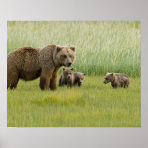 Poster Urso Pardo do Alasca Fêmea e três Filhotes, Ursus