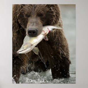 Póster Urso pardo, ou Urso Cinzento Costeiro, Ursus