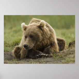 Póster Urso pardo, ou Urso Cinzento Costeiro, Ursus