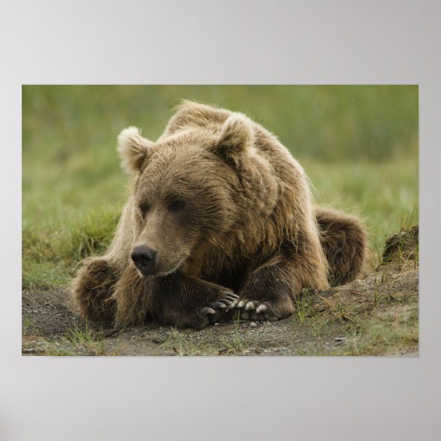 Póster Urso pardo, ou Urso Cinzento Costeiro, Ursus (Frente)