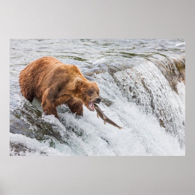 Poster Urso Pardo Pega Salmão Vermelho (Frente)