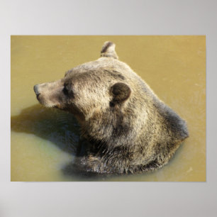 Póster Urso Pardo Tomando um Banho
