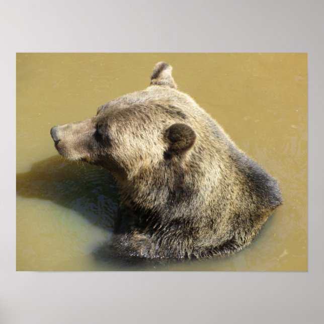 Póster Urso Pardo Tomando um Banho (Frente)