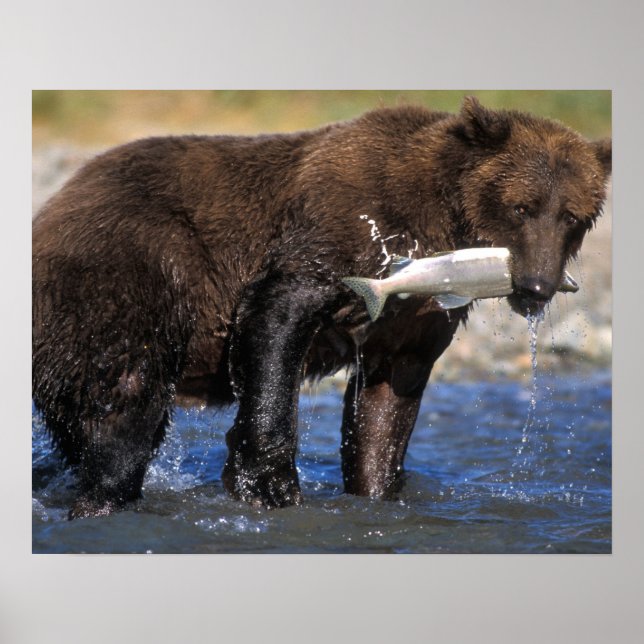 Poster Urso pardo, urso cinzento, com captura de salmão, (Frente)