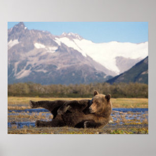 Póster Urso pardo, urso cinzento esticando-se de costas