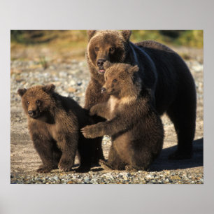 Póster Urso pardo, urso cinzento, porca com filhotes na c