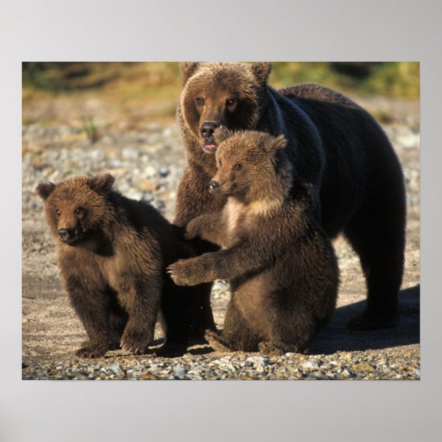Póster Urso pardo, urso cinzento, porca com filhotes na c (Frente)