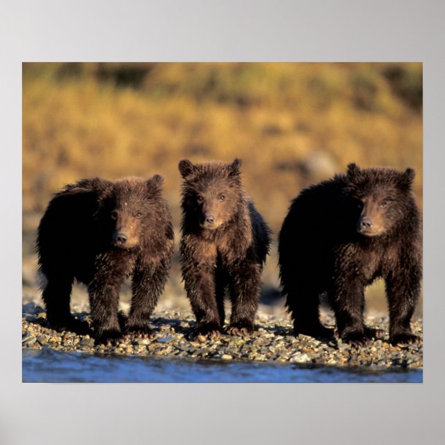 Poster Urso pardo, urso marrom, filhotes, Katmai National (Frente)
