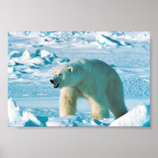 Póster Urso Polar (Frente)