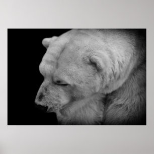 Poster Urso Polar
