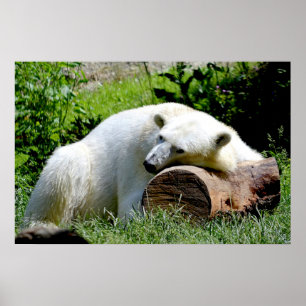 Póster Urso Polar