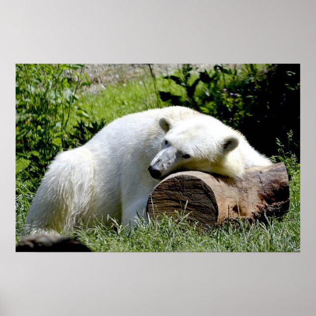 Póster Urso Polar (Frente)