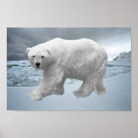 Urso Polar
