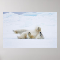 Urso polar a rolar na neve, Noruega