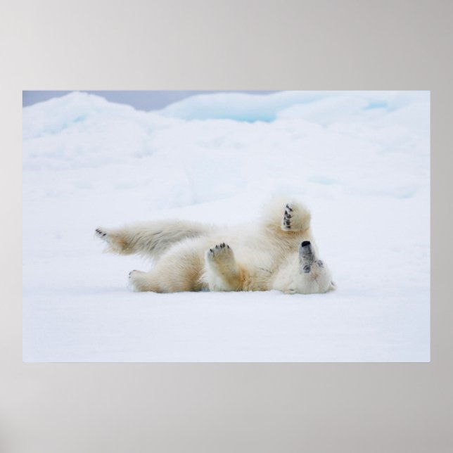 Poster Urso polar a rolar na neve, Noruega (Frente)