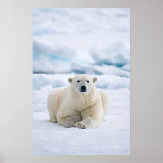 Póster Urso polar adulto no gelo da mochila de verão (Frente)