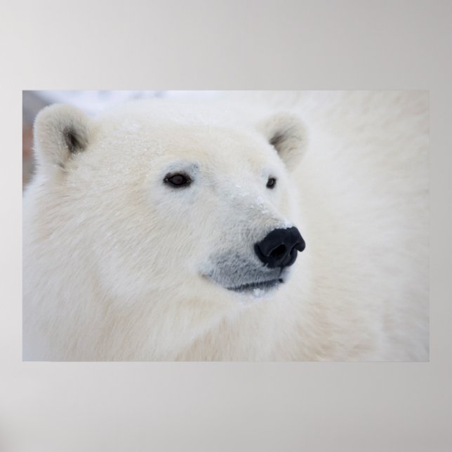 Póster Urso Polar Churchill (Frente)
