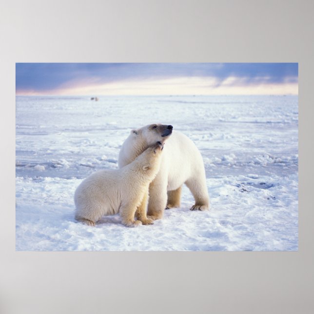 Póster Urso polar com filhote, maço de gelo (Frente)