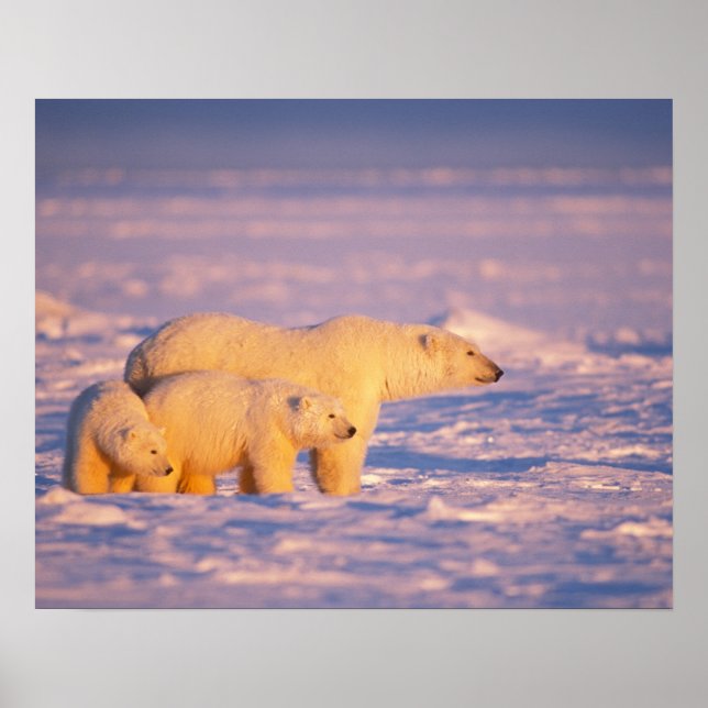 Póster Urso polar com filhotes de primavera no congelado (Frente)