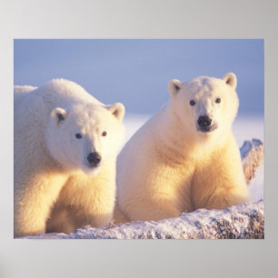 Poster Urso polar com porca com cubo no gelo