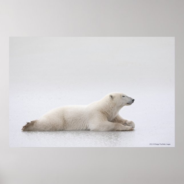 Póster Urso Polar Deitado Num Lago De Gelo (Frente)