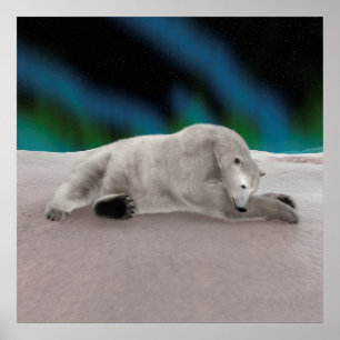 Póster Urso Polar Descansando