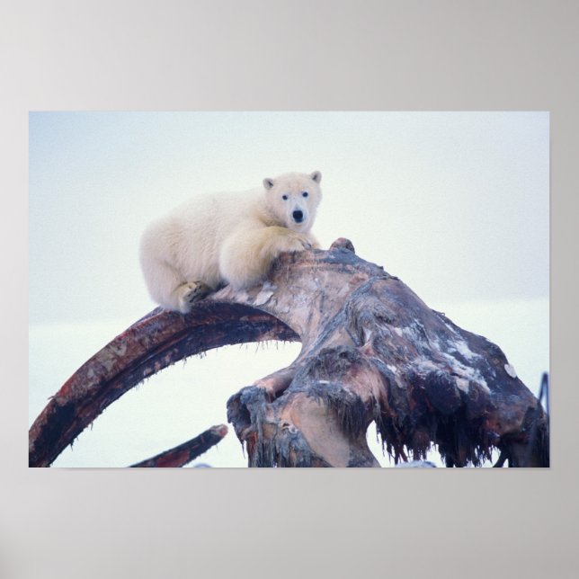 Póster Urso polar em cima de uma mandíbula de baleia de c (Frente)