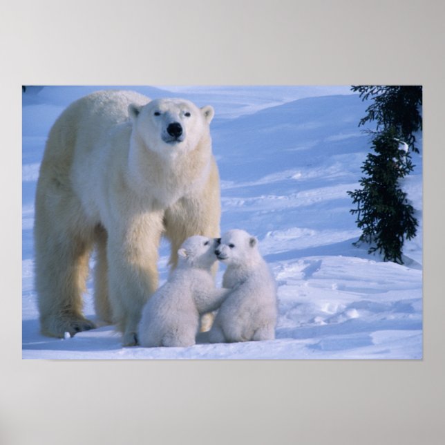 Póster Urso Polar feminino em pé com 2 cubos (Frente)