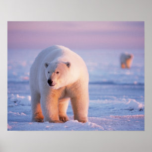 Poster urso polar, maritimus do Ursus, grande varrão no