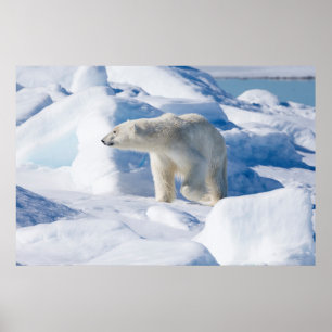 Póster Urso polar masculino novo