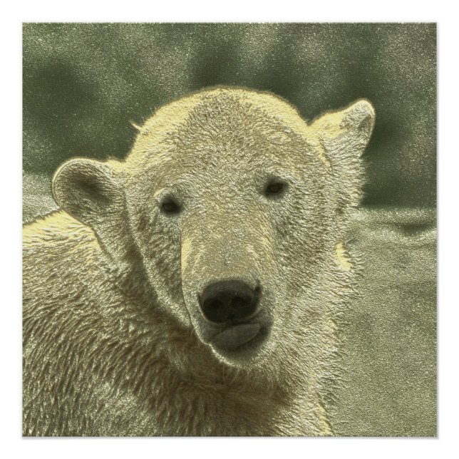 Póster urso polar metálico (Frente)