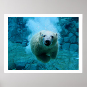 Poster Urso polar na água