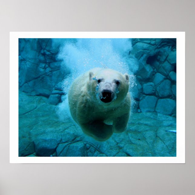 Poster Urso Polar Na Água (Frente)