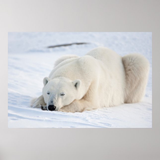 Póster Urso Polar no inverno (Frente)