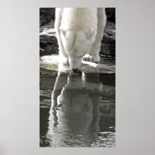 Poster Urso Polar, Parte Preta e Branco (7)
