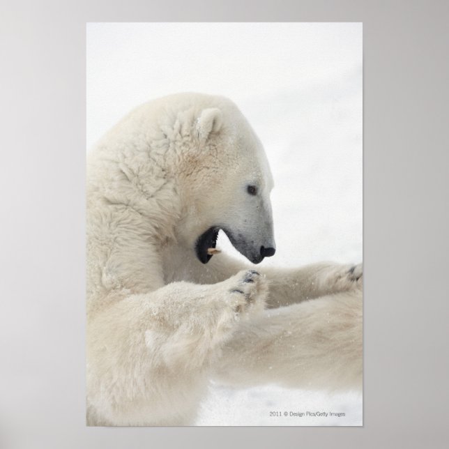 Poster Urso polar que luta com outro urso (Frente)