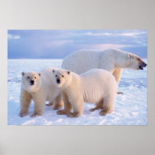 Poster Urso polar semeado com filhotes de gelo, costeiro